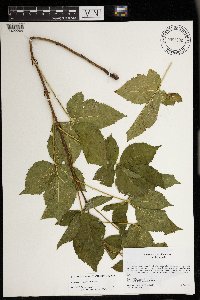 Rubus superioris image