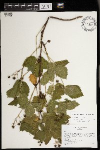 Rubus superioris image