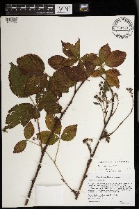 Rubus superioris image