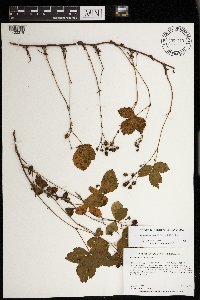 Rubus wheeleri image