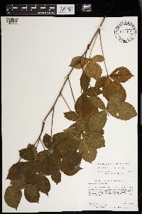 Rubus wheeleri image