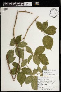 Rubus allegheniensis image