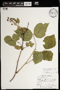 Rubus allegheniensis image
