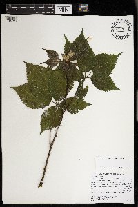 Rubus rosa image