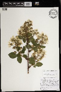 Rubus rosa image