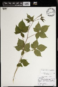 Rubus heterophyllus image