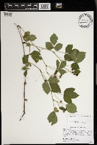 Rubus heterophyllus image