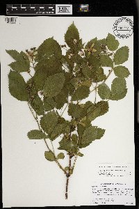 Rubus regionalis image