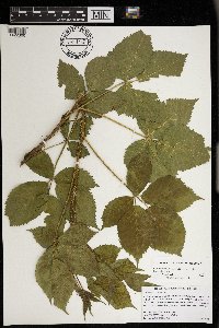 Rubus regionalis image