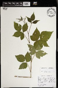 Rubus satis image