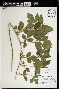 Rubus satis image