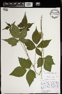 Rubus satis image