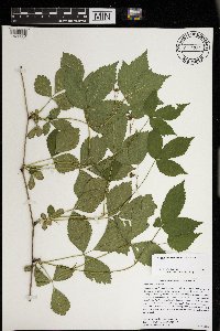 Rubus satis image