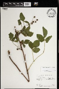 Rubus superioris image