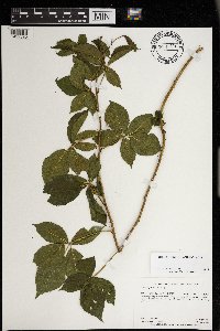 Rubus superioris image