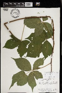 Image Associated With the Occurrence