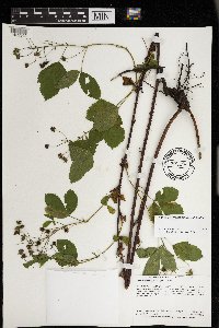 Rubus regionalis image