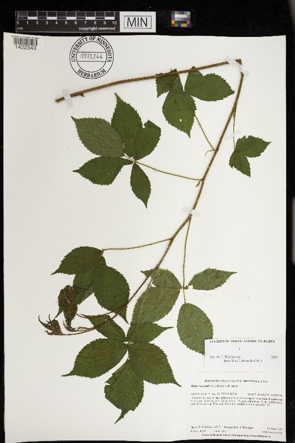 Rubus regionalis image