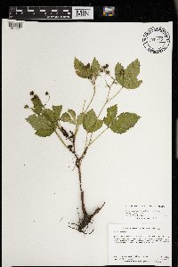 Rubus regionalis image