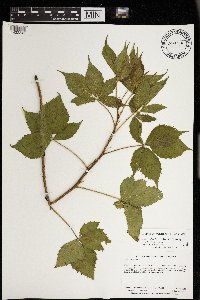 Rubus regionalis image