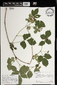 Rubus heterophyllus image