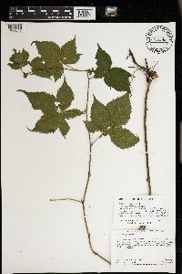 Rubus heterophyllus image