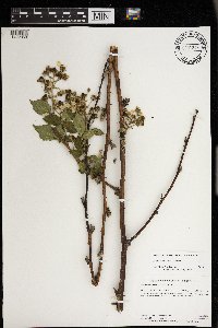 Rubus allegheniensis image