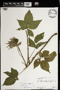Rubus allegheniensis image