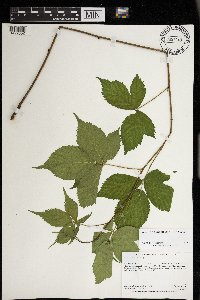Rubus ablatus image