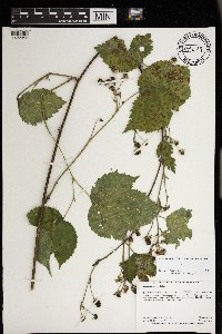 Rubus ablatus image