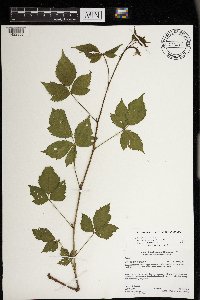 Rubus satis image
