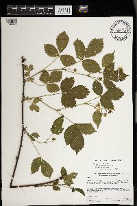 Rubus satis image