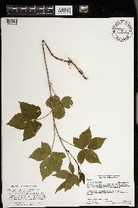 Rubus heterophyllus image