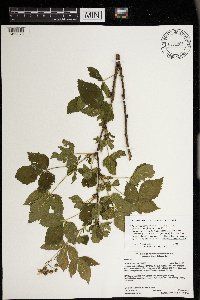 Rubus heterophyllus image