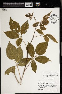 Rubus allegheniensis image