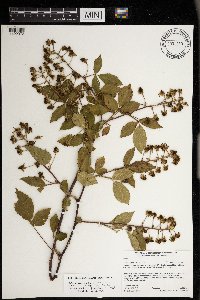 Rubus allegheniensis image
