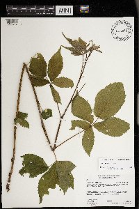 Rubus ablatus image