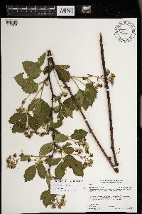 Rubus ablatus image