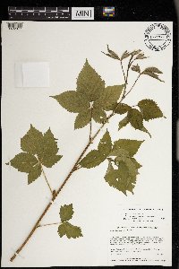 Rubus satis image