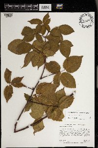Rubus superioris image