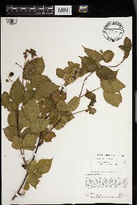 Rubus superioris image