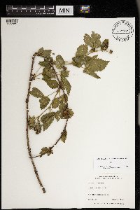 Rubus satis image