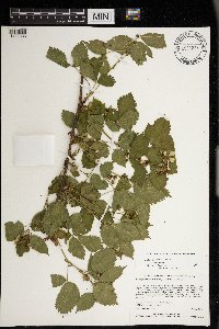 Rubus satis image