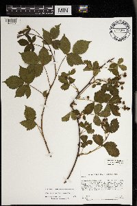 Rubus ferrofluvius image