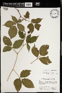 Rubus superioris image