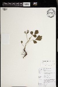Rubus parviflorus image