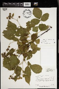 Rubus superioris image