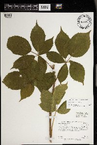 Rubus superioris image