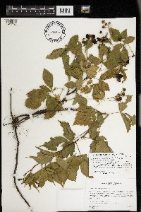 Rubus heterophyllus image