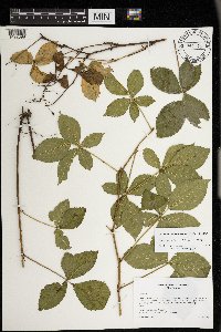 Rubus regionalis image